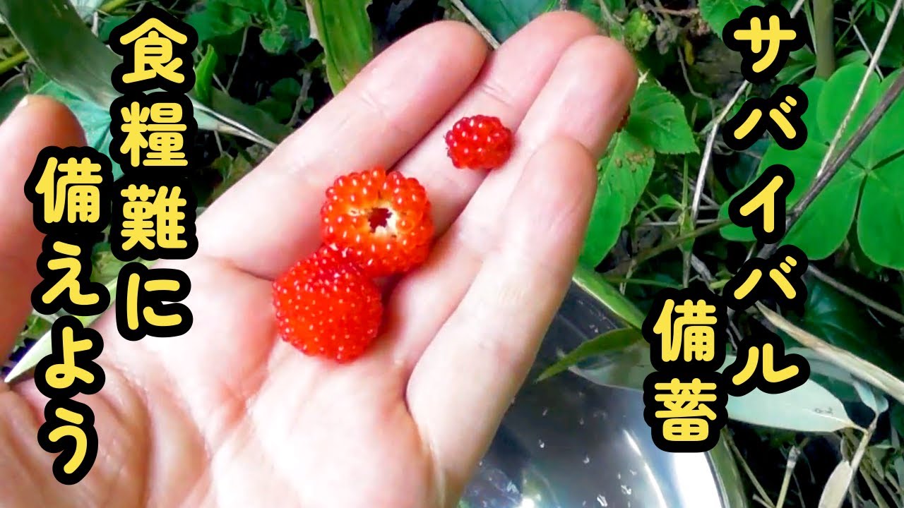 ９０ の人が知らない食べられる果実 木苺ジャムを作ってサバイバル備蓄していこう 自給自足 Youtube