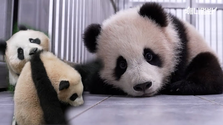 같은 배에서 나왔지만 넘나 다른, 푸바오 동생 루이와 후이 쌍둥걸즈의 성장서사🐼ㅣFubao'sTwin Panda sisters Are Too Different 🐼
