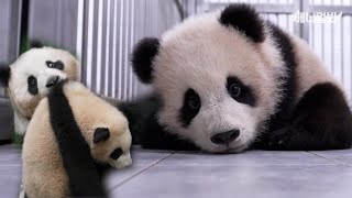 Панды-близнецы слишком разные, хотя мать у них одна 🐼