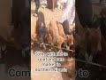 #goat #goats #goatfarming #ram #fypシ #europe #farming #asia #africa #america #autralia #nigeria #cow