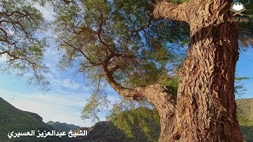 سورة الاسراء تراويح‬ ليلة 19 + الدعاء‬ بصوت الشيخ عبدالعزيز العسيري  + ‫#مقتطفات‬ من التلاوة 1444هـ