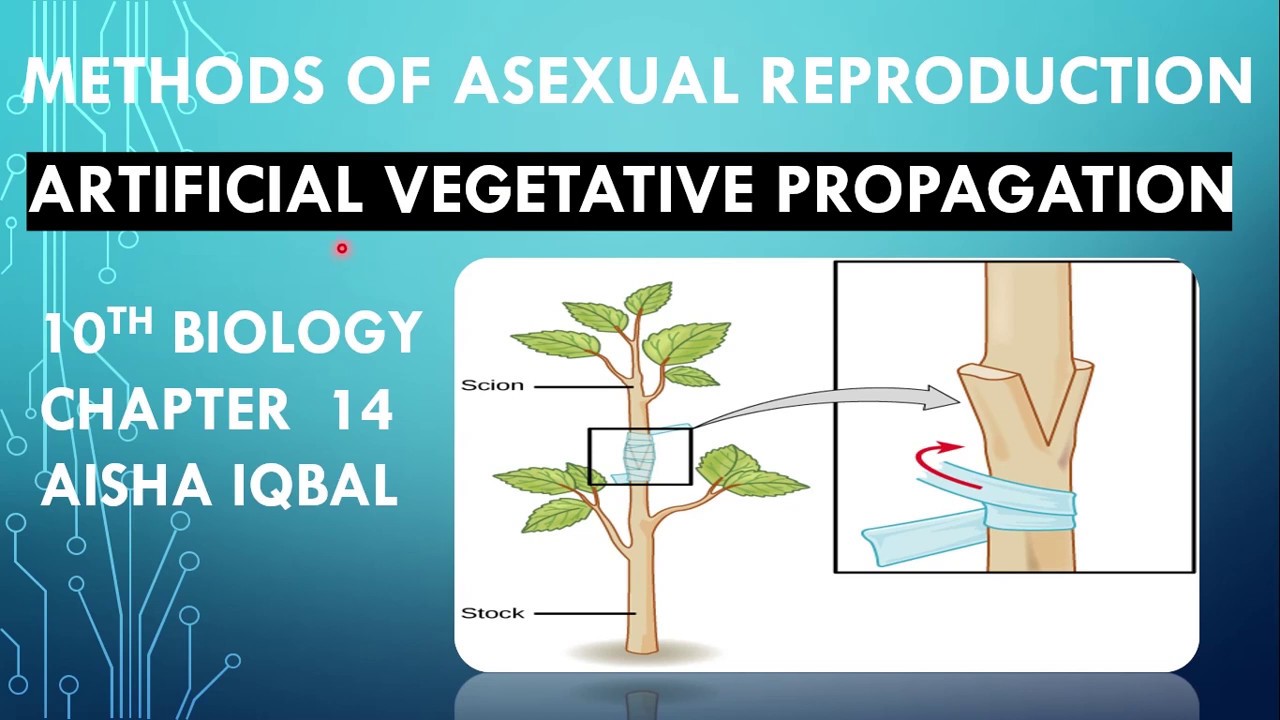 Artificial Vegetative Propagation Class 10 YouTube Artificial Vegetative Propagation Class 10 YouTube