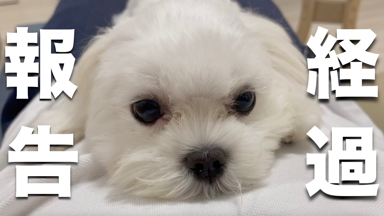 マルチーズ 涙やけ 目頭の炎症の経過報告です Youtube