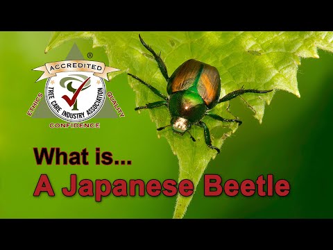 What is a Japanese Beetle