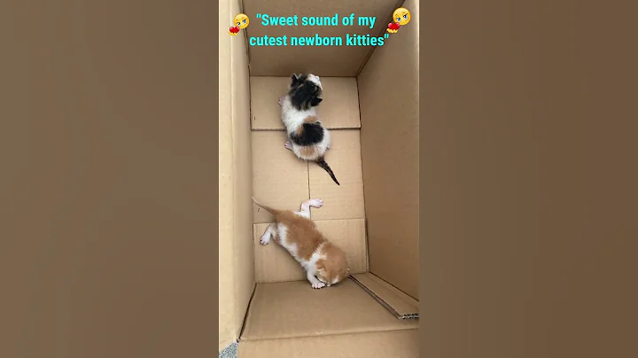 Video 11098731: newborn kittens meow, kittens meowing sweet, cute animals kittens meowing, cute kitten first, laugh funny kitten