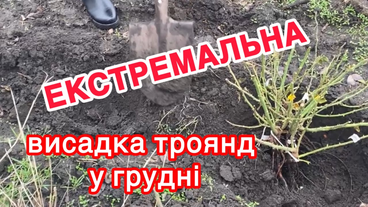 #Зима. #Висадила троянди, але не так і не у себе. Шокова поїздка… #garden 