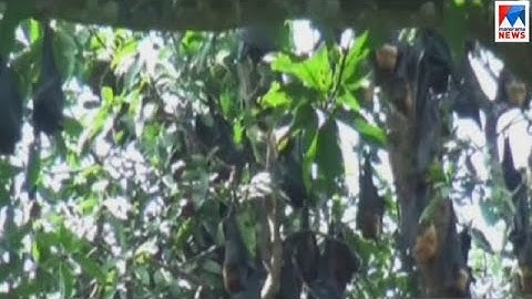 നിപ്പ വന്നതോടെ വവ്വാലുകളെ പേടി​ | Nipah virus | Bat