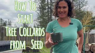 How To Start Tree Collards From Seed