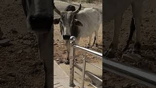 Meri Gaiya Aati Hai 🐄 Boss Cow #shorts #cow