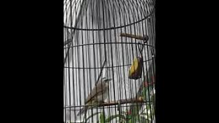 Anak burung trucuk di loloh induknya