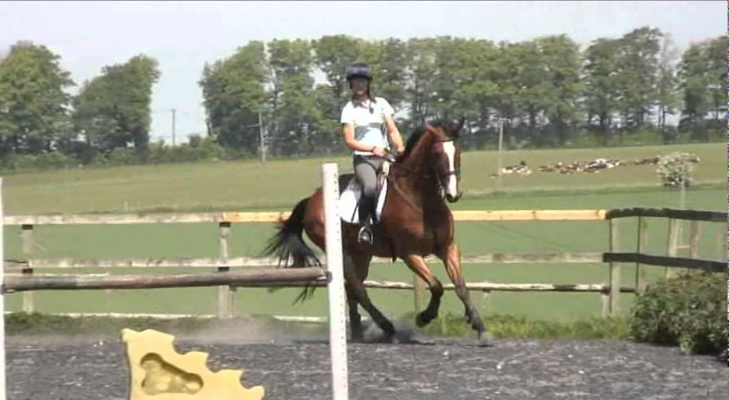 Building a horse's confidence in jumping skinny fences TRAILER