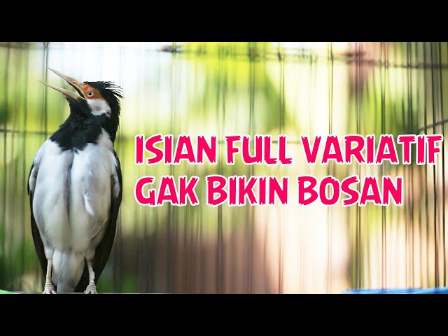 JALAK SUREN ISIAN FULL VARIATIF GAK BIKIN BOSAN BUAT PANCINGAN DAN MASTERAN class=