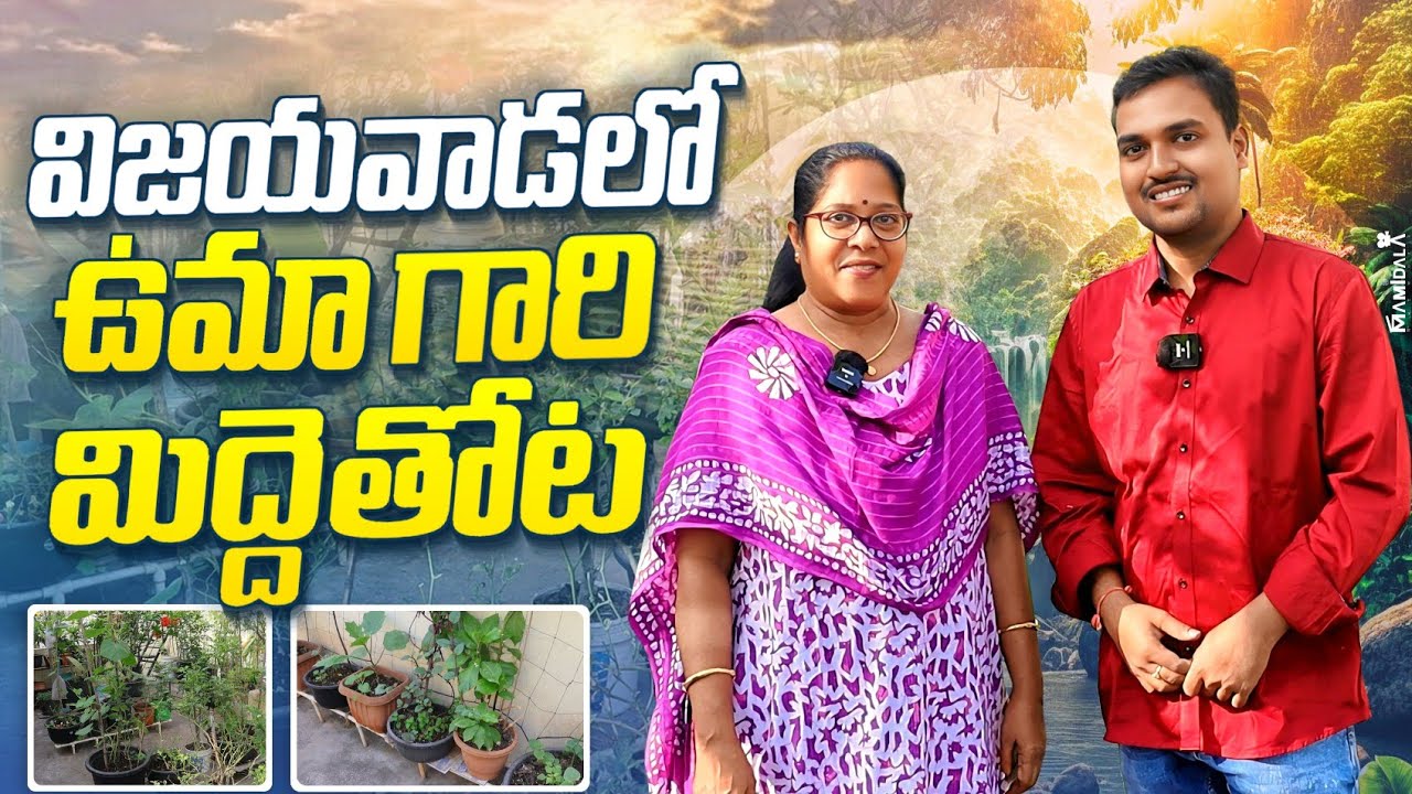 Террасный сад Умы в Виджаяваде #садоводство @OrgGardener #овощи