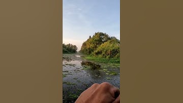 Câu cá lóc U minh thượng lên cá tốc độ sh