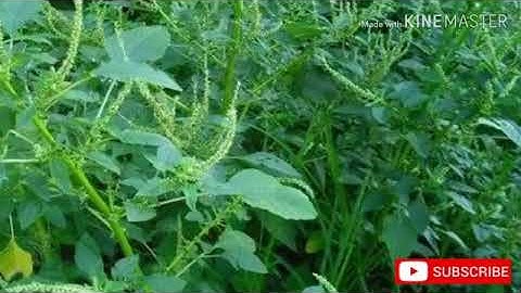 Medicinal uses of Spiny Amaranth or Amaranthus spinosus herbs medicine