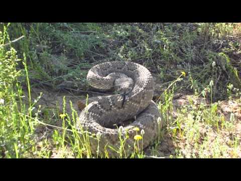 a-really-close-call,-this-rattlesnake-has-hops!!