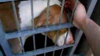 Defending Pit Bulls Part 1 by FBBMyspace 5,500 views 17 years ago 1 minute, 2 seconds