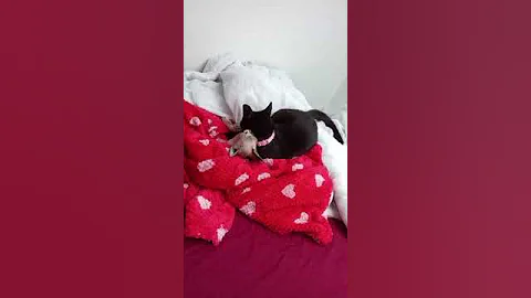 Video 8669371: sphynx kitten funnycat, sphynx cat grooming, sphynx cat funny kitten