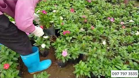 Chọn cây hoa dừa cạn Thái cho khách 0977973535