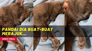 KELAKAR, PANDAI DIA BUAT-BUAT MERAJUK...