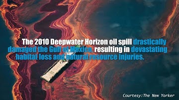 NOAA and Partners Restoring 1,200 Acres of Marsh in Louisiana