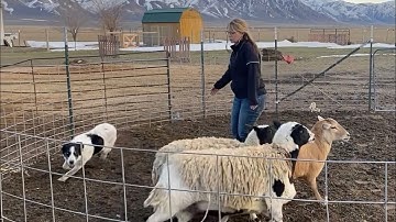 Handler and Border Collie Learning Whistle Commands:  Shepherd’s Whistle Part 2