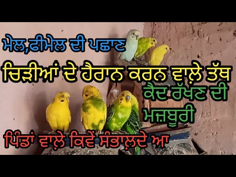 ਚਿੜੀਆਂ ਦੇ ਰੌਚਕ ਗੁਣ | wonderful points of sparrows|beautiful birds| Harbhej Sidhu| Sukhjinder lopon |