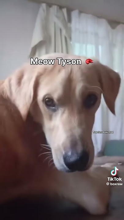 meow tyson #meme #cat #funnycats #dog