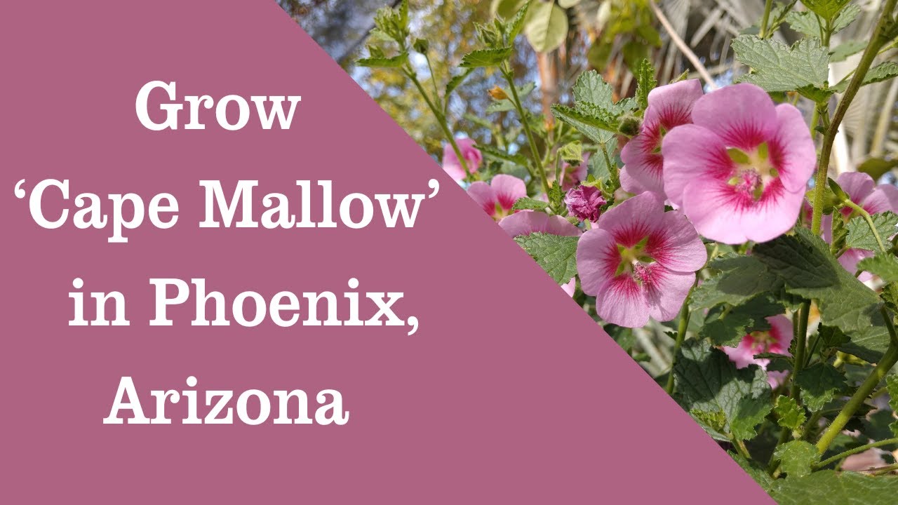 Grow Anisodontea capensis Cape Mallow Cape, African Queen Mallow, Butterfly Plant in Phoenix Arizona