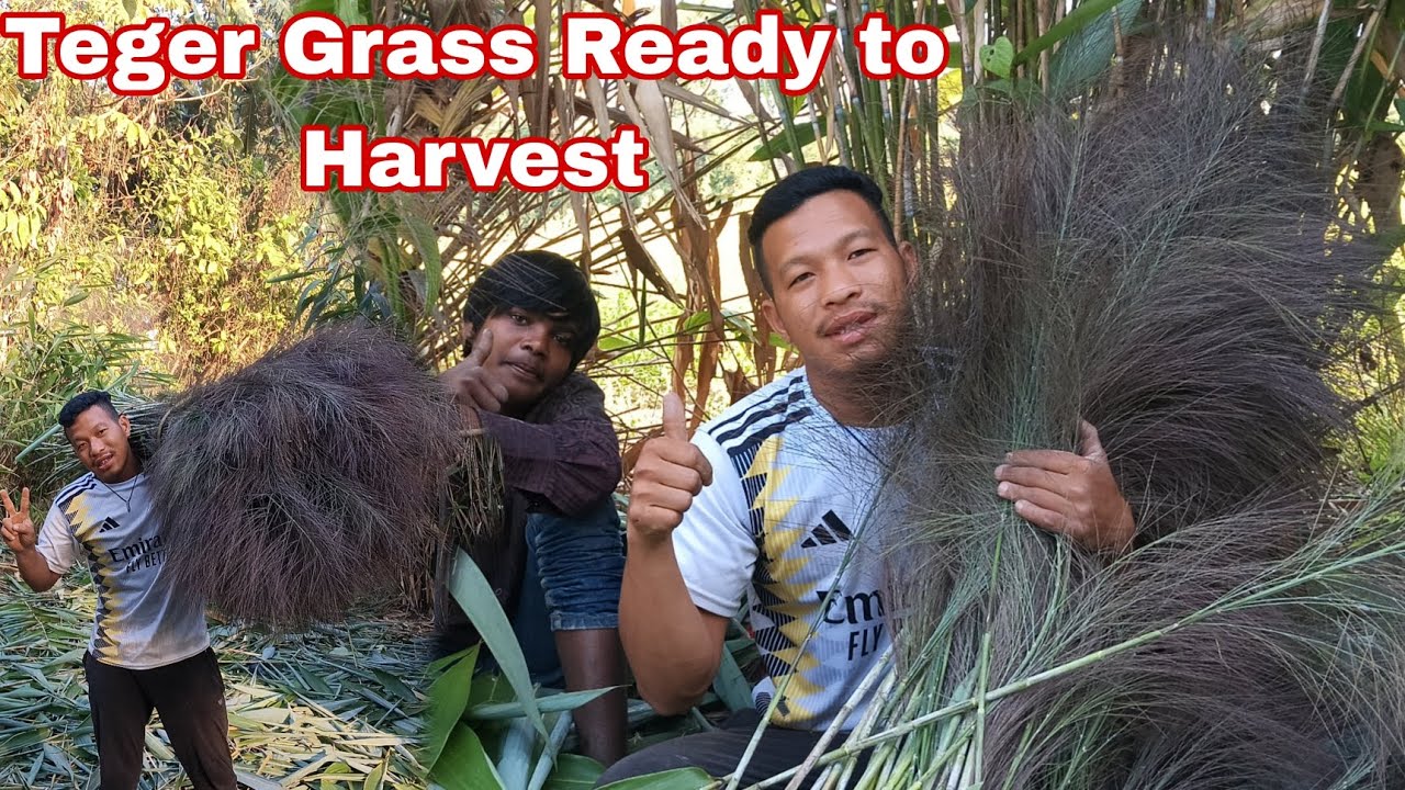 Teger Grass Ready to Harvest 🤗  ||  