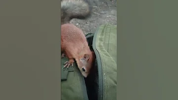 Эта белка тоже любит шишки / This squirrel also loves cones