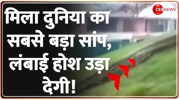 World Biggest Snake: मिला दुनिया का सबसे बड़ा सांप, लंबाई होश उड़ा देगी! | Video | Hindi News | Latest