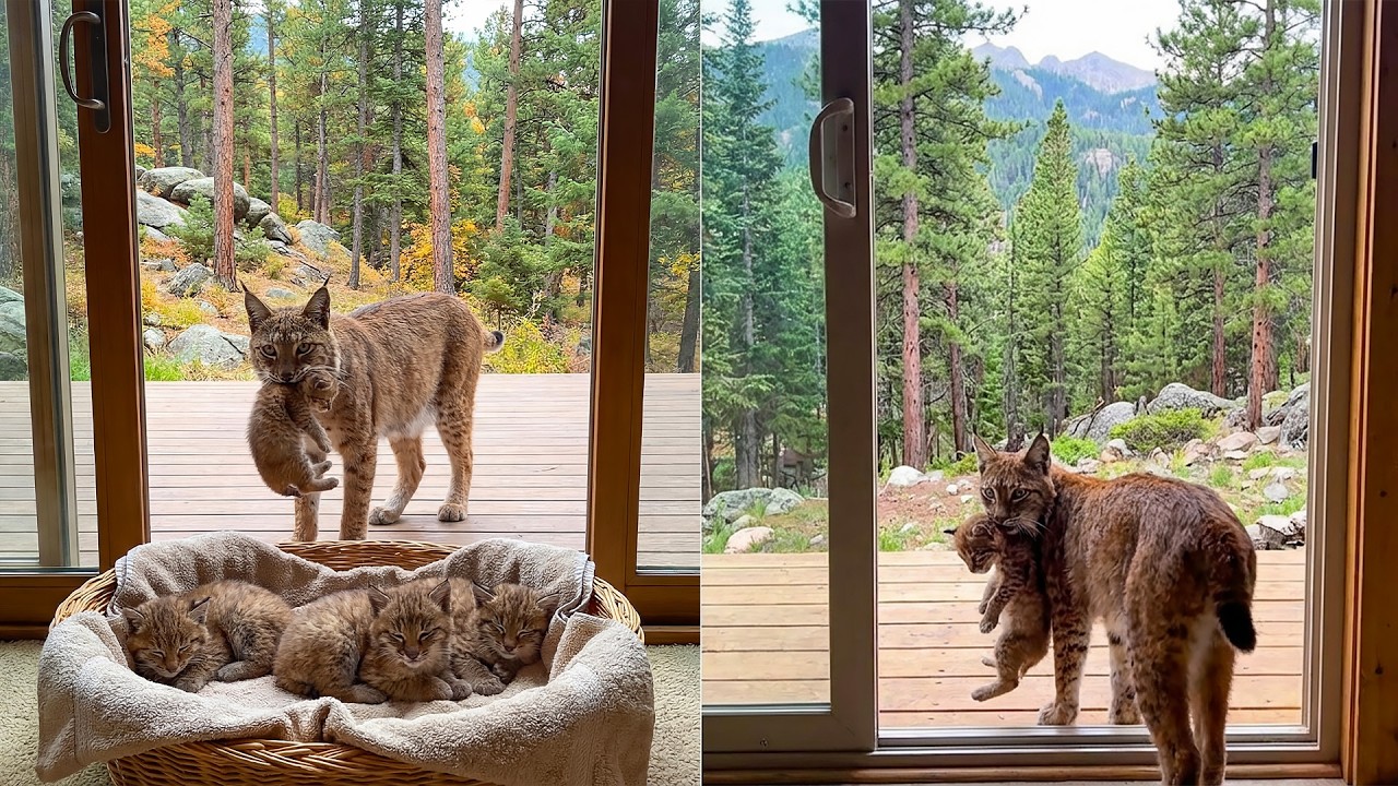 К нам домой пришла рысь-мать, чтобы забрать потерявшихся котят — вы не поверите, почему!