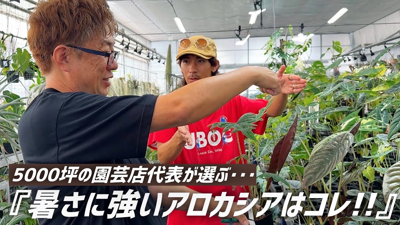 【観葉植物】育てやすい