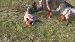 Fox and dog. Fox made friends with the dog by Hunting Wild hunt TV 18,855 views 7 years ago 1 minute, 23 seconds