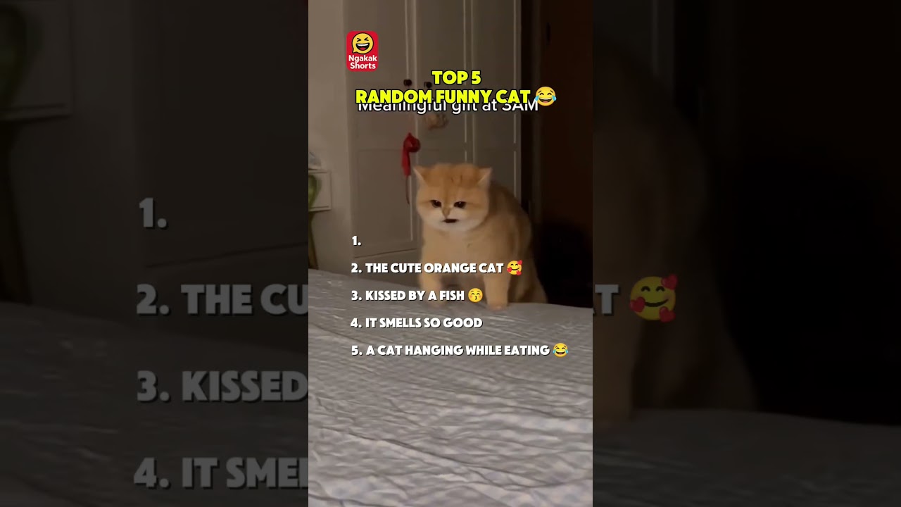 "Cute & Funny Cat Compilation 2025 🐾🤣 | Best Cat Videos" 