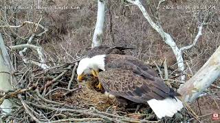 Glen Hazel (Hays) Eagles-For eagles sakes Mom, did you have to jump on me, HM2 complains😊03-06-2026