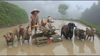 Highland Life: Plowing terraced fields with my animal team - ha thi muon