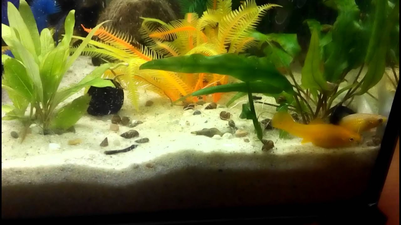 Bratpfannenwels banjo catfish YouTube