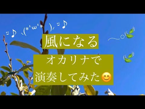 風になる𓂃𓂂🍃をオカリナで吹いてみた🐈