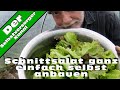 Schnittsalat / Babyleafsalat ganz einfach anbauen.