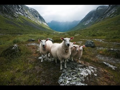 Best Beautiful Sheep Mountain Ram SOO Cute! Cute And funny Videos Compilation cute moment