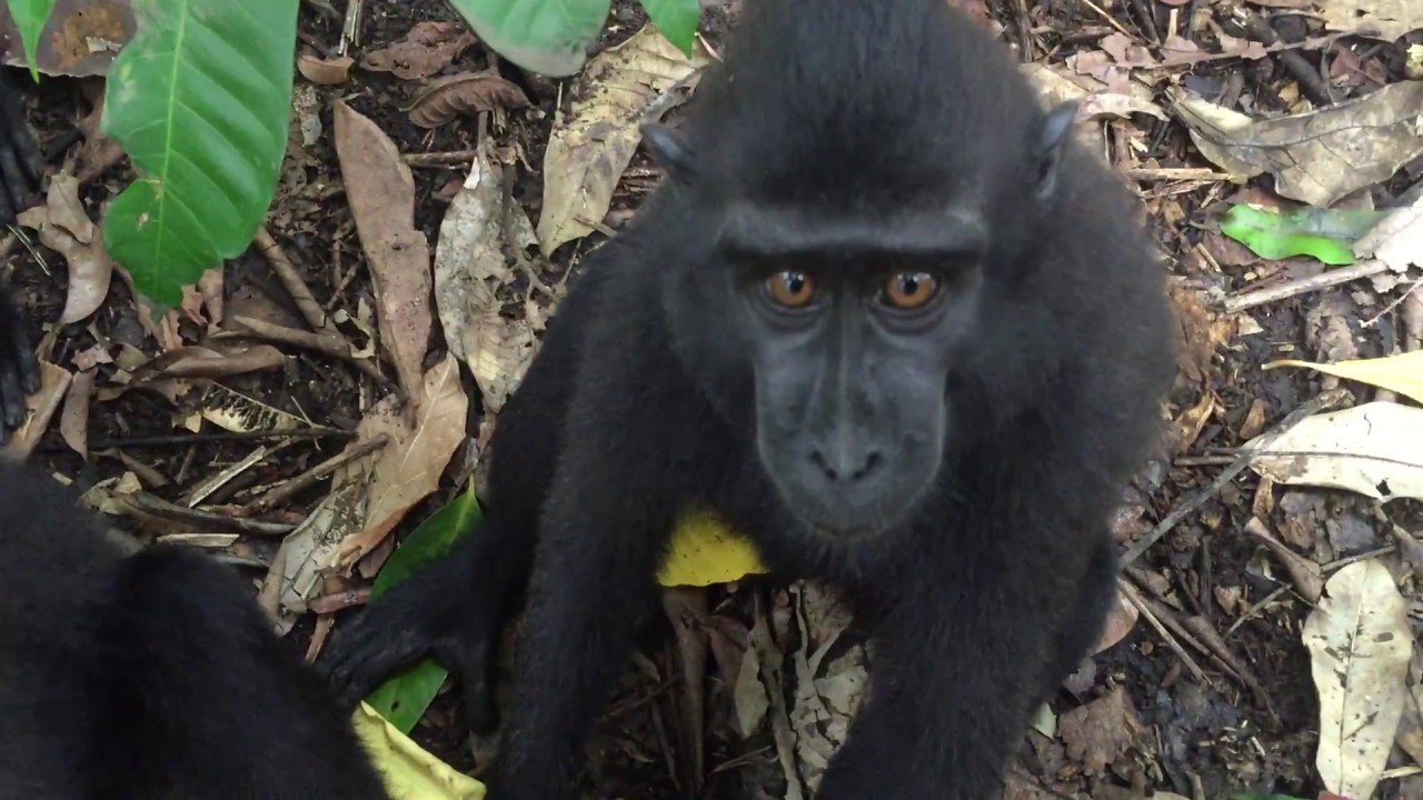 Celebes Crested Macaque in Indonesia - Part 1