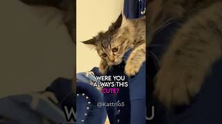 No Wayits The Same Cat