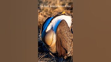 Greater Sage-Grouse Bird Sounds & Rare Mating Dance | Natural Wild Chirping & Forest Ambience