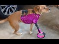 3D Printed Prosthetics for Dogs, Behind the Scenes!