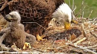 Decorah Eagles  North Nest 22.04.2024