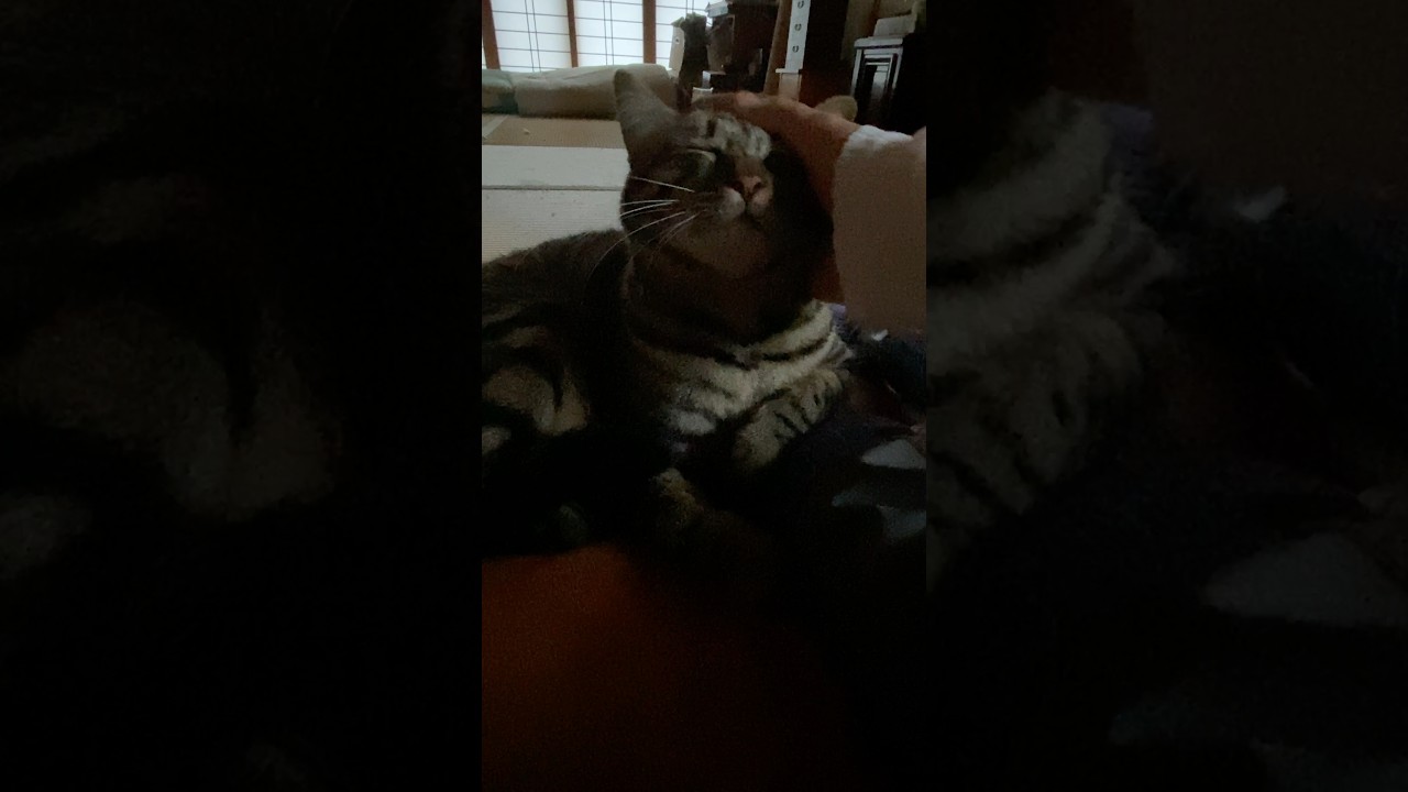 今朝5時のトラジは眠そうです。 #猫 #cat #キジトラ #shorts