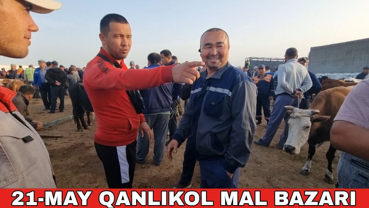 21-МАЙ/КАНЛЫКОЛ МАЛ БАЗАРЫ/СКОТНЫЙ РЫНОК/BUQALAR/BIG BULLS IN THE WORLD/BIG COW