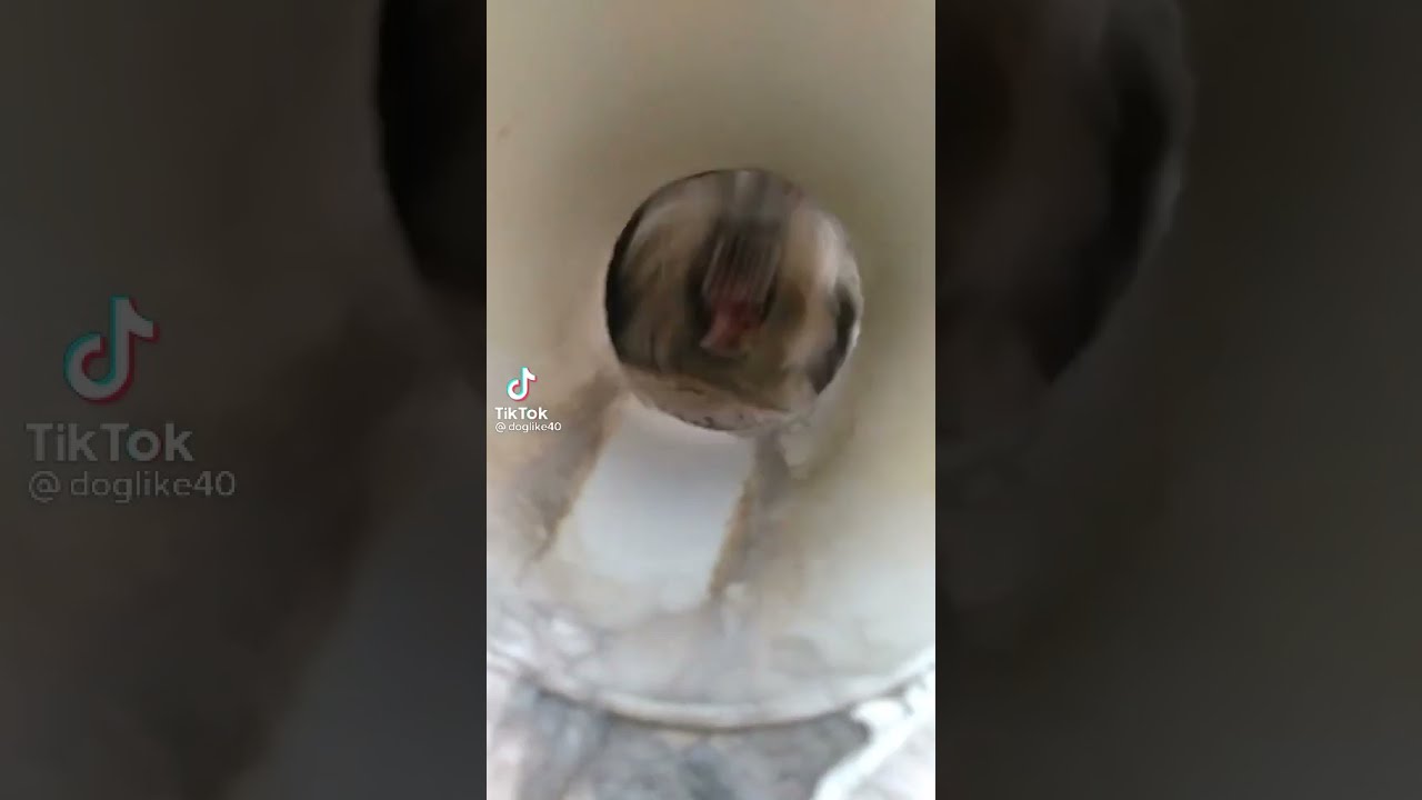 маленькая собачка кричит